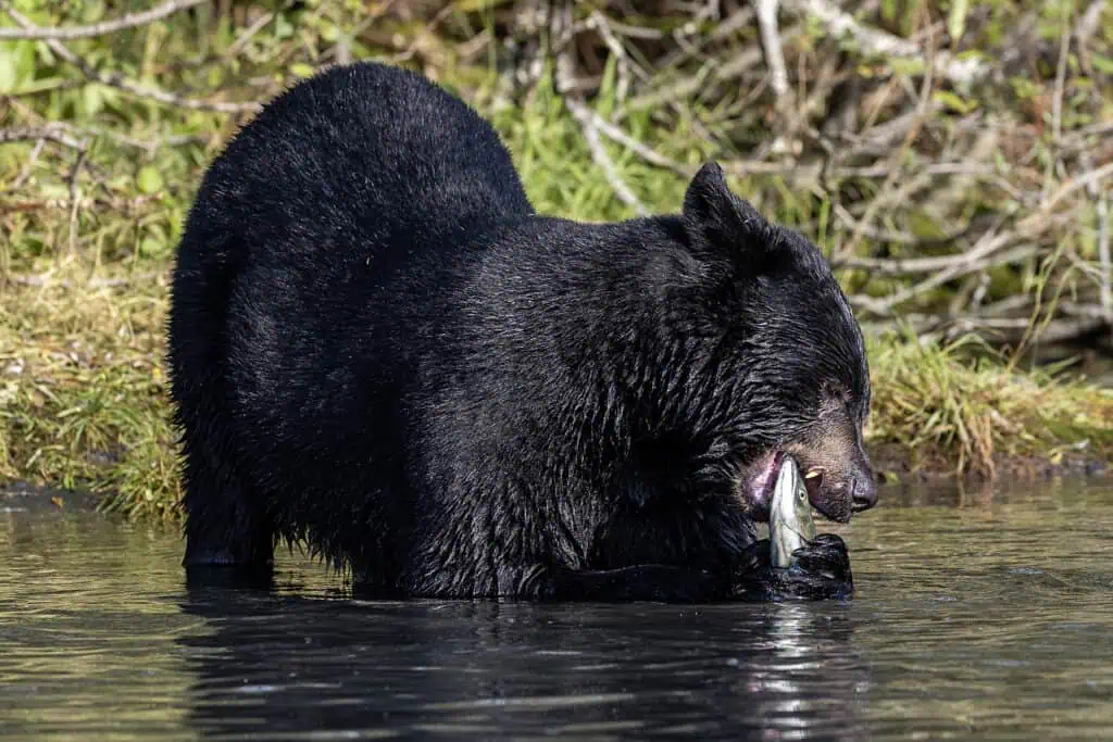 Black bear eating a salmon on the banks of the Kenai River